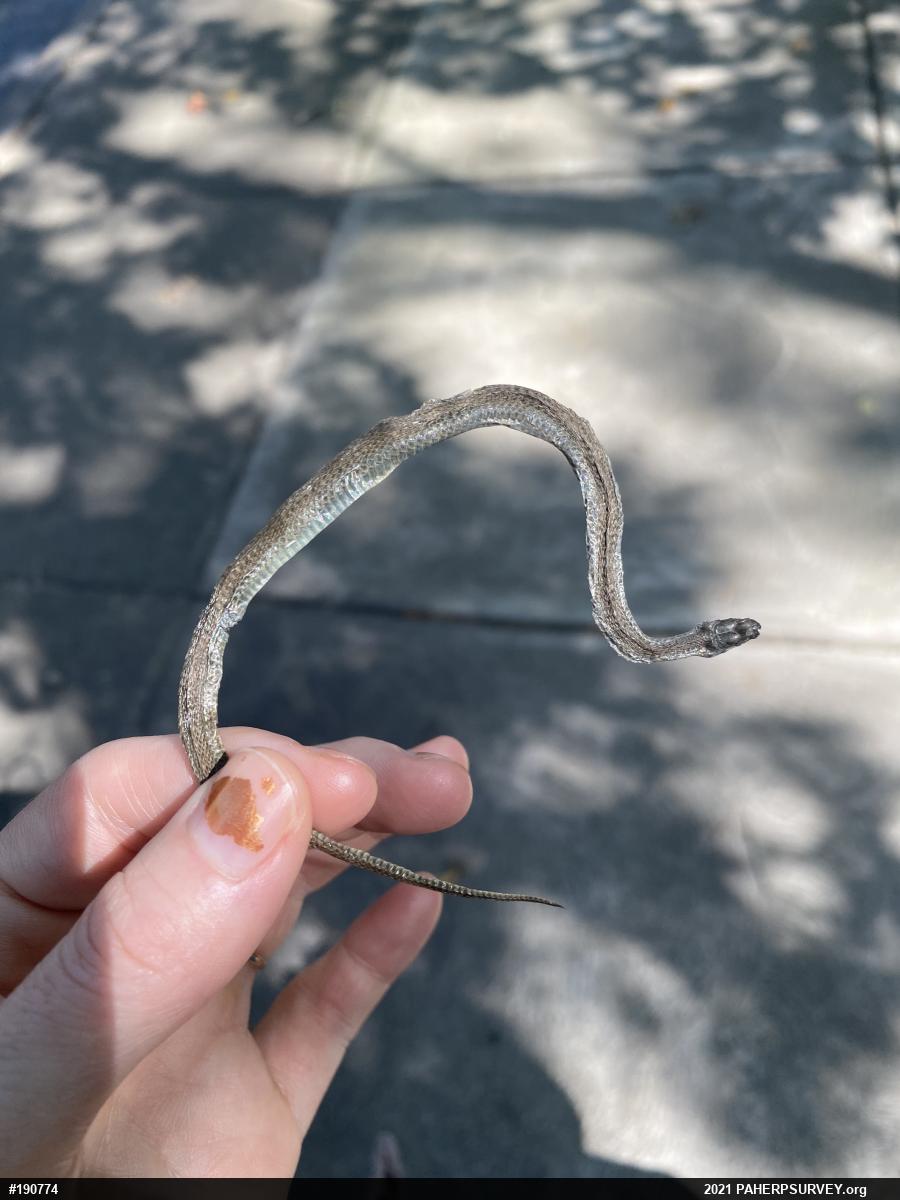 Dekay's Brownsnake