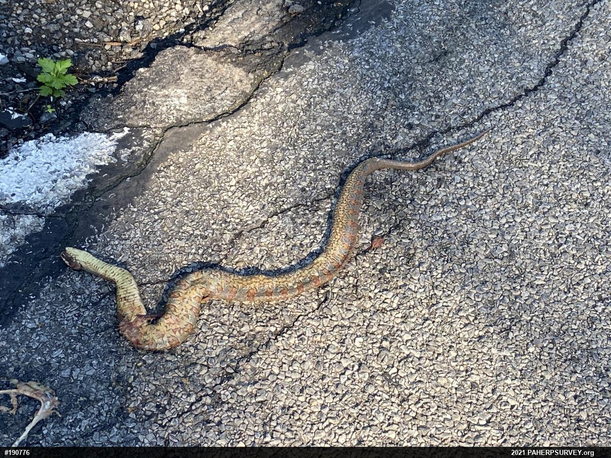 Northern Watersnake