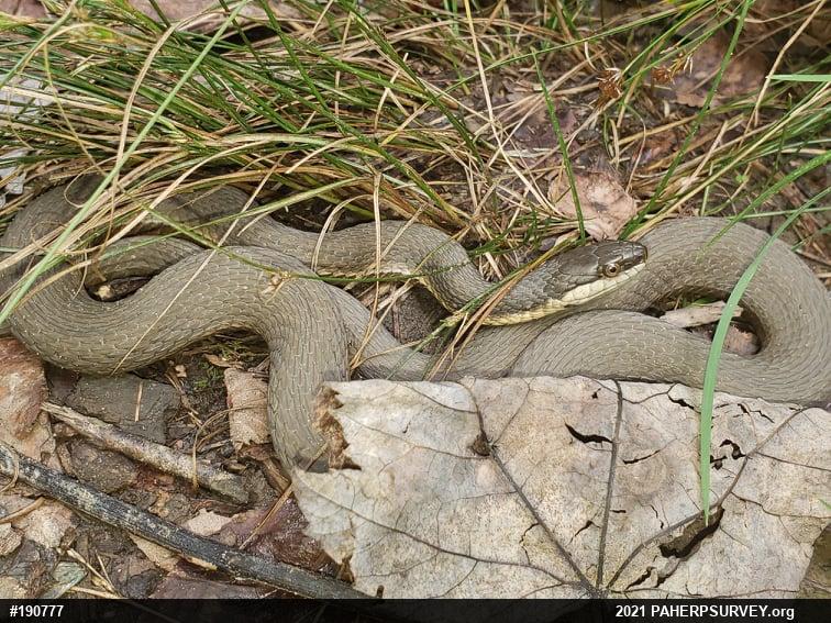 Queensnake