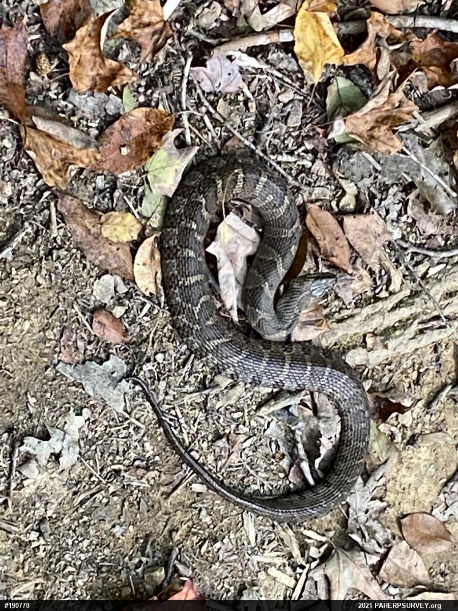 Northern Watersnake