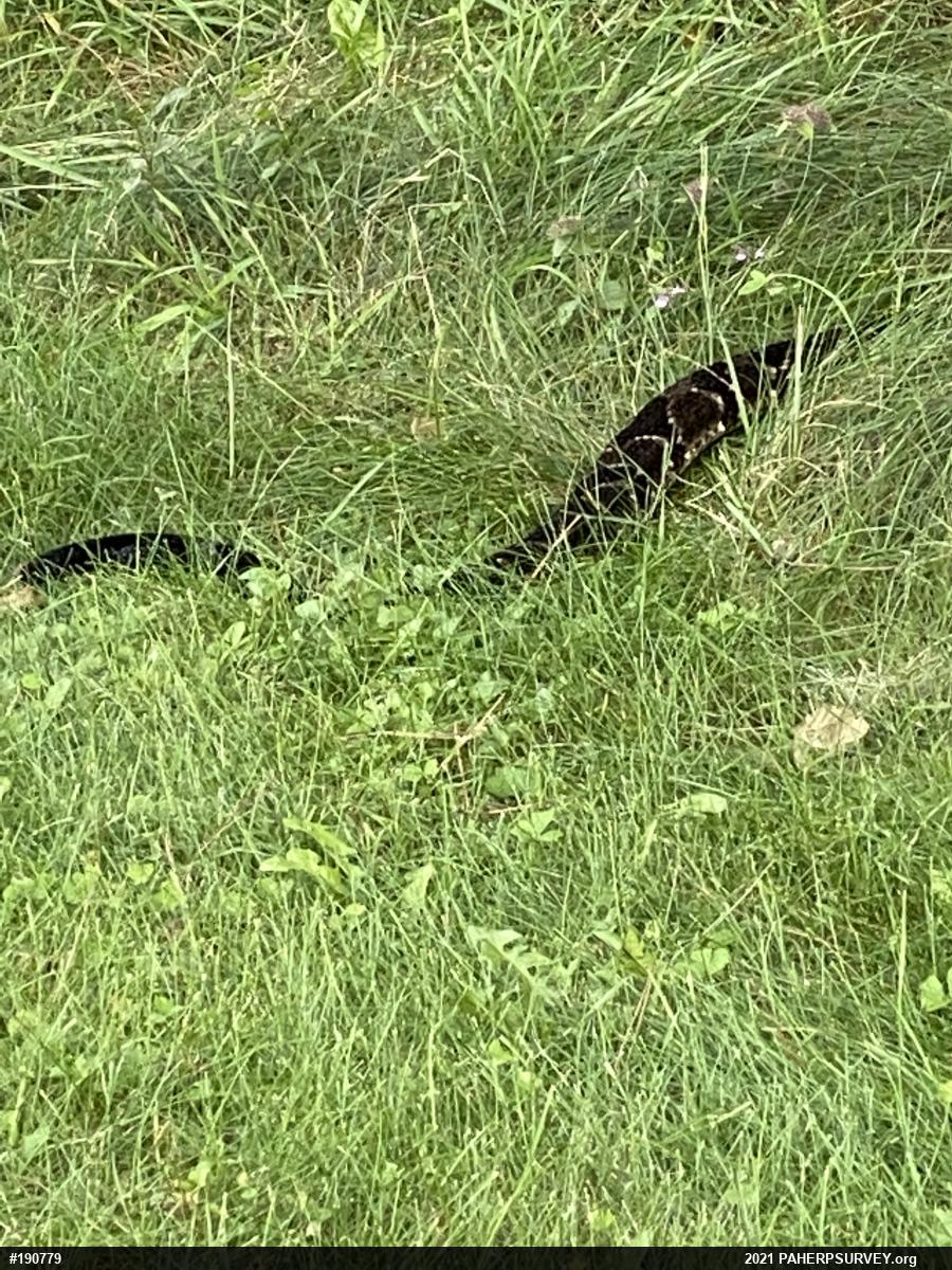Timber Rattlesnake