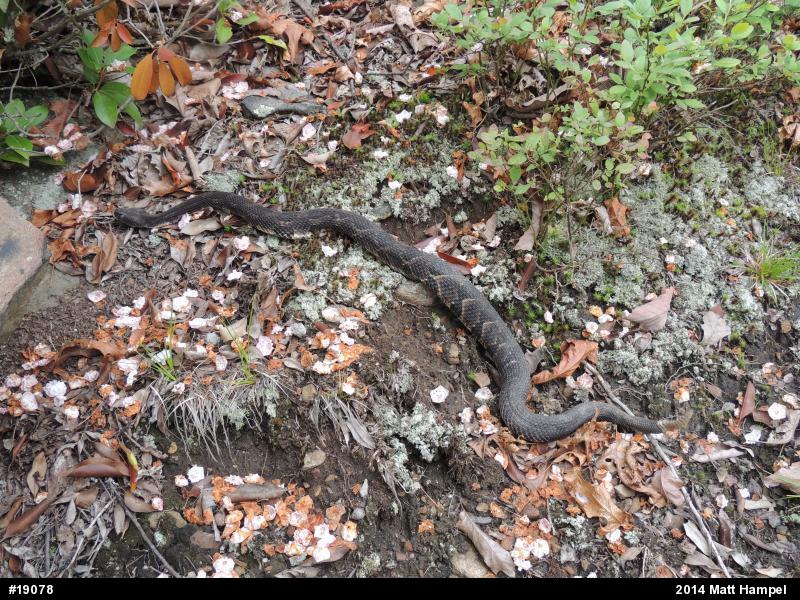 Timber Rattlesnake