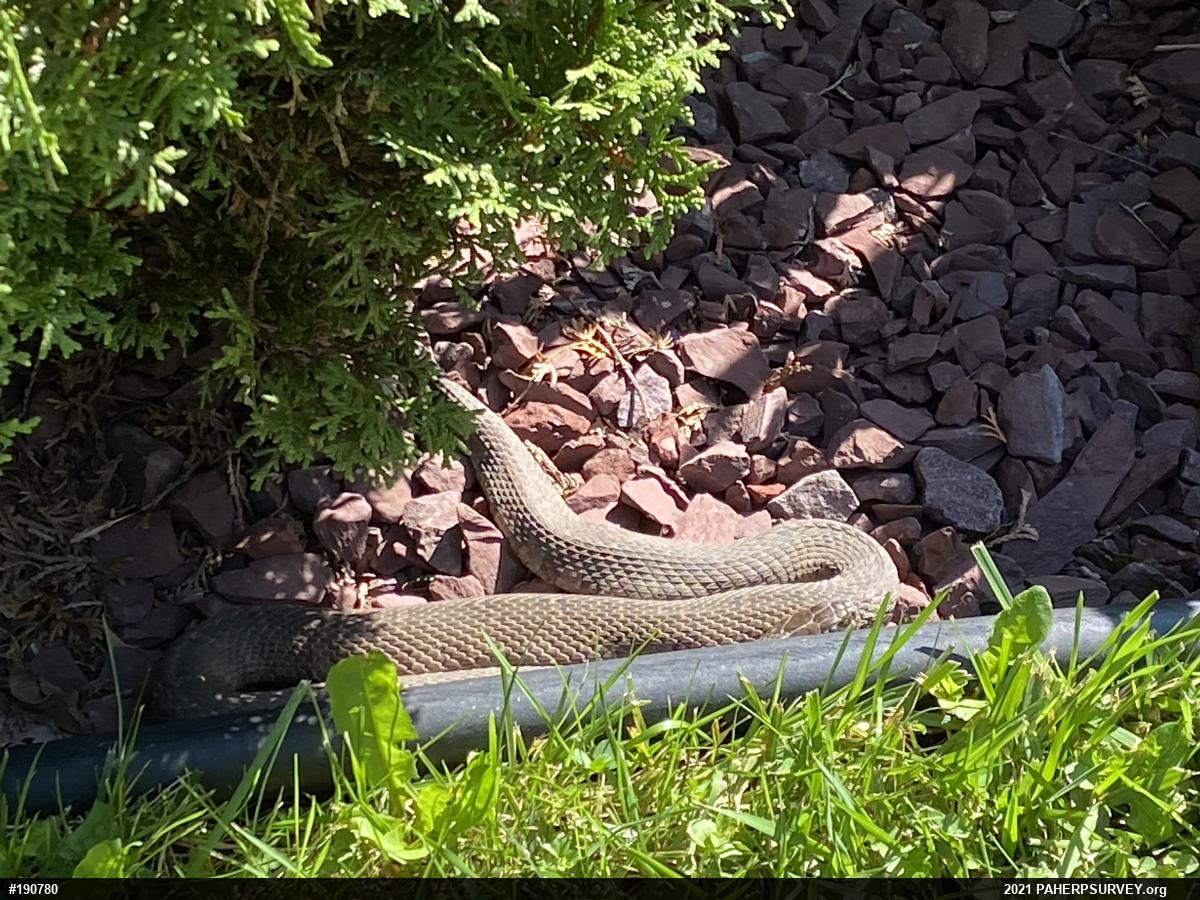 Northern Watersnake