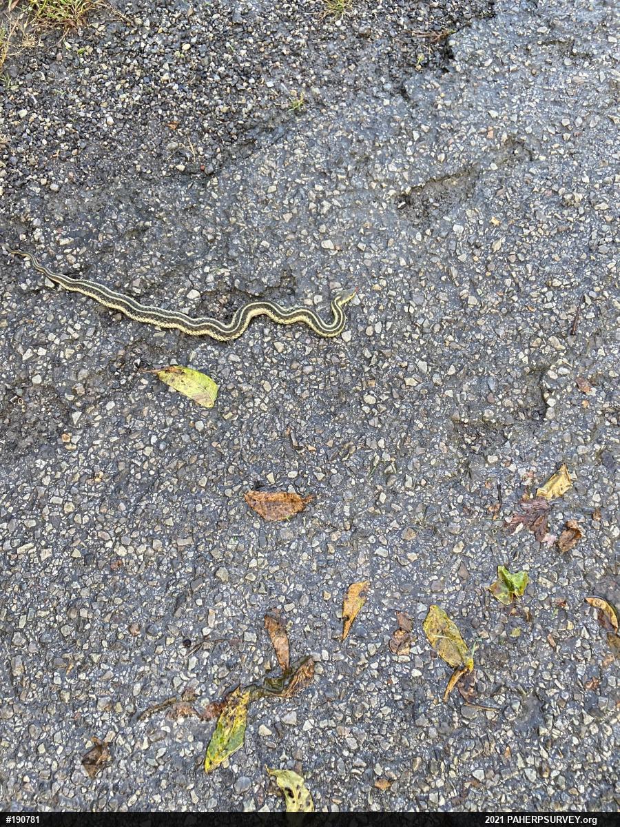 Eastern Gartersnake
