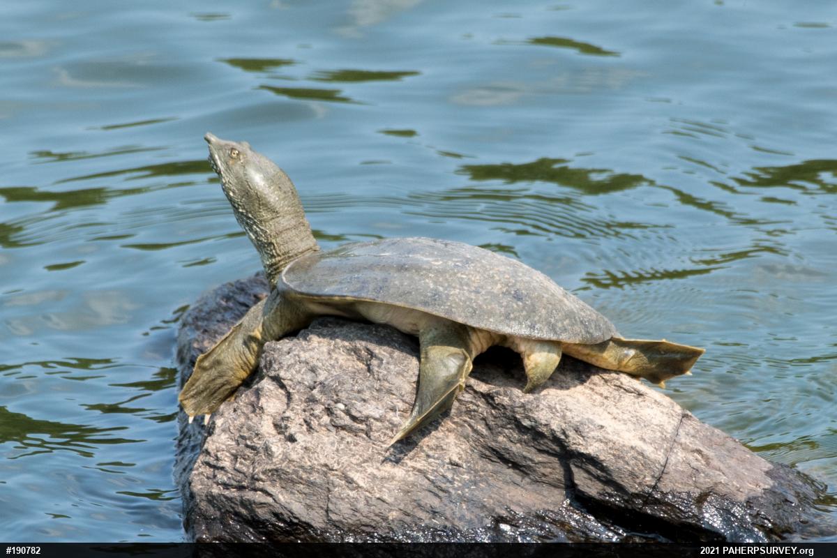 Eastern Spiny Softshell