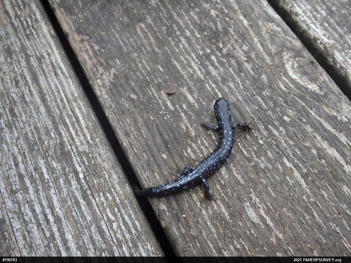 Northern Slimy Salamander