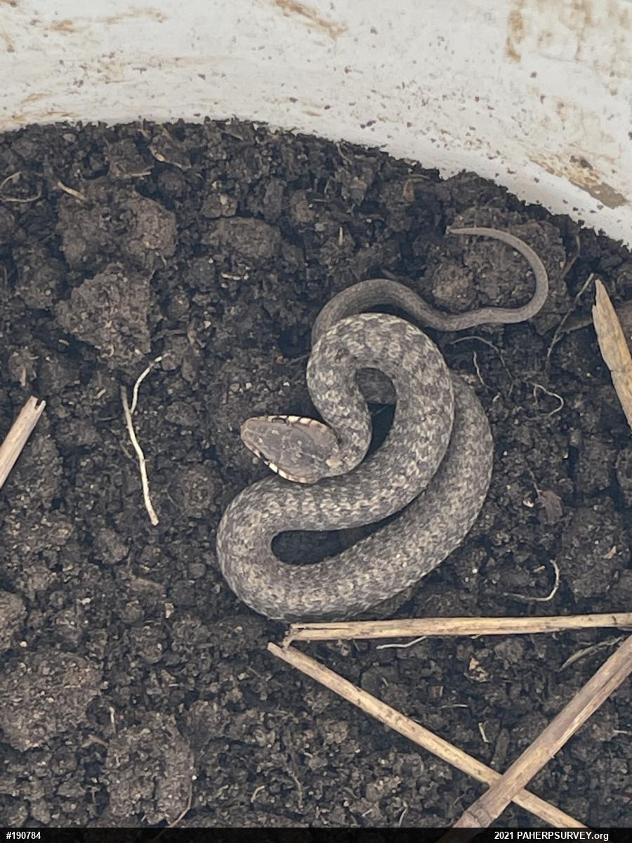 Eastern Gartersnake