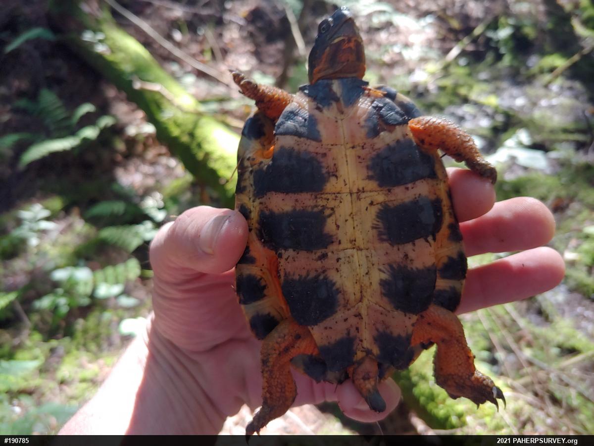 Wood Turtle