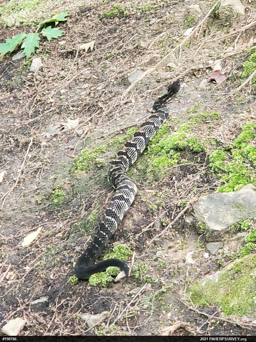 Timber Rattlesnake