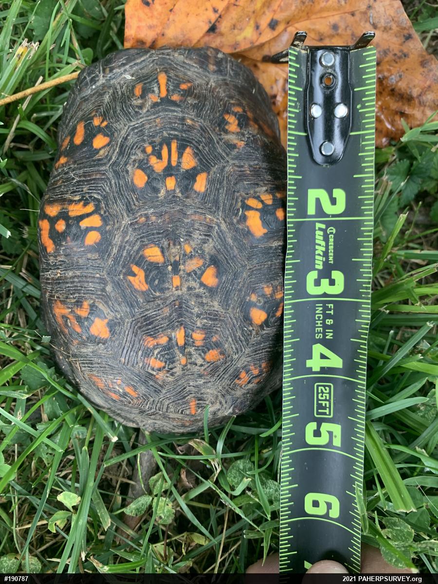 Eastern Box Turtle