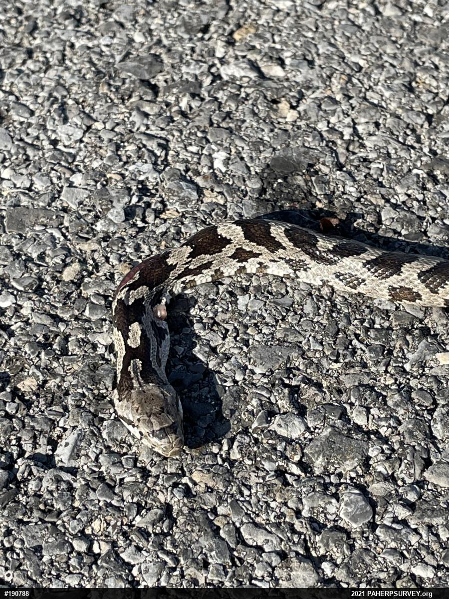 Eastern Ratsnake