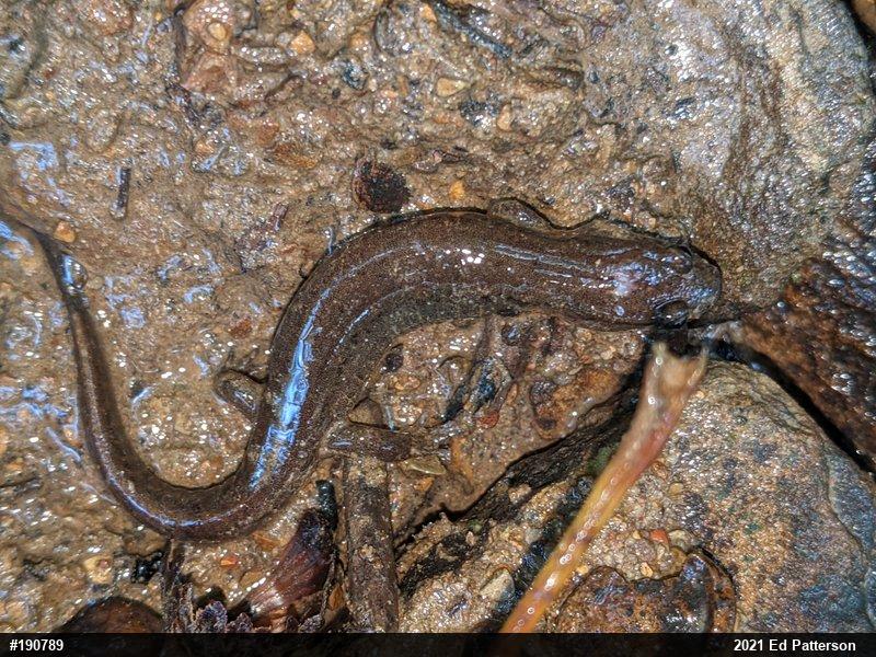 Northern Dusky Salamander