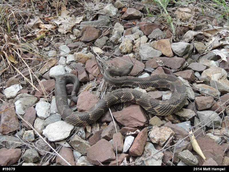 Timber Rattlesnake