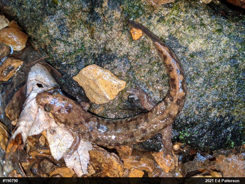 Seal Salamander