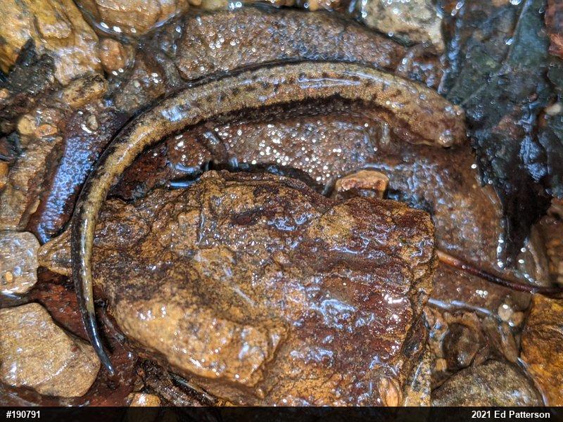 Allegheny Mountain Dusky Salamander
