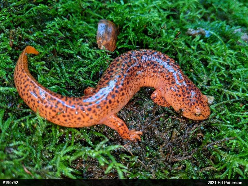 Northern Red Salamander