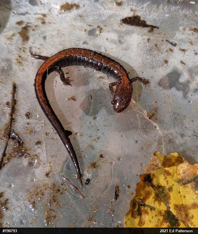 Eastern Red-backed  Salamander