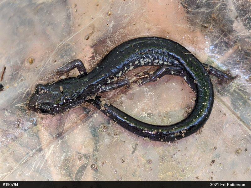 Wehrle's Salamander