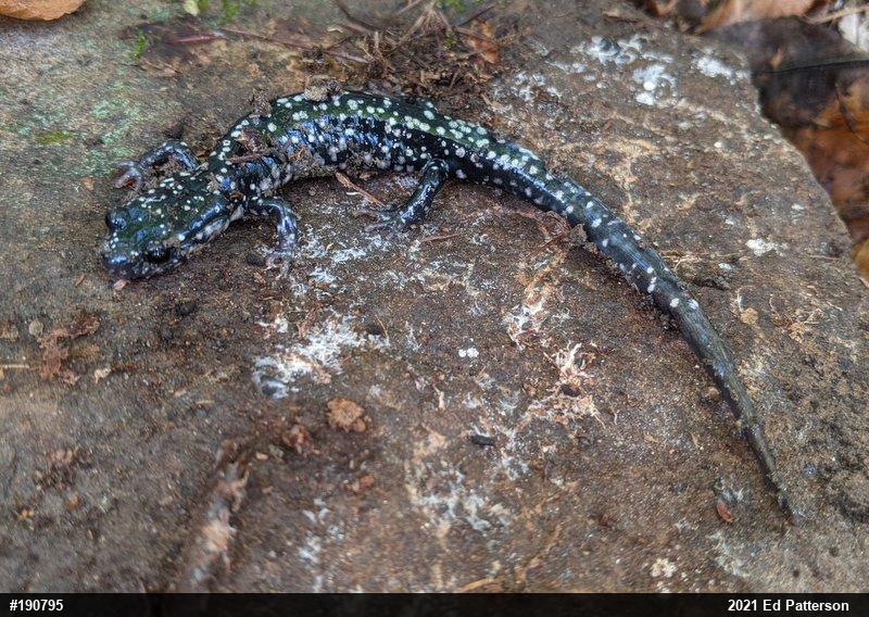 Northern Slimy Salamander