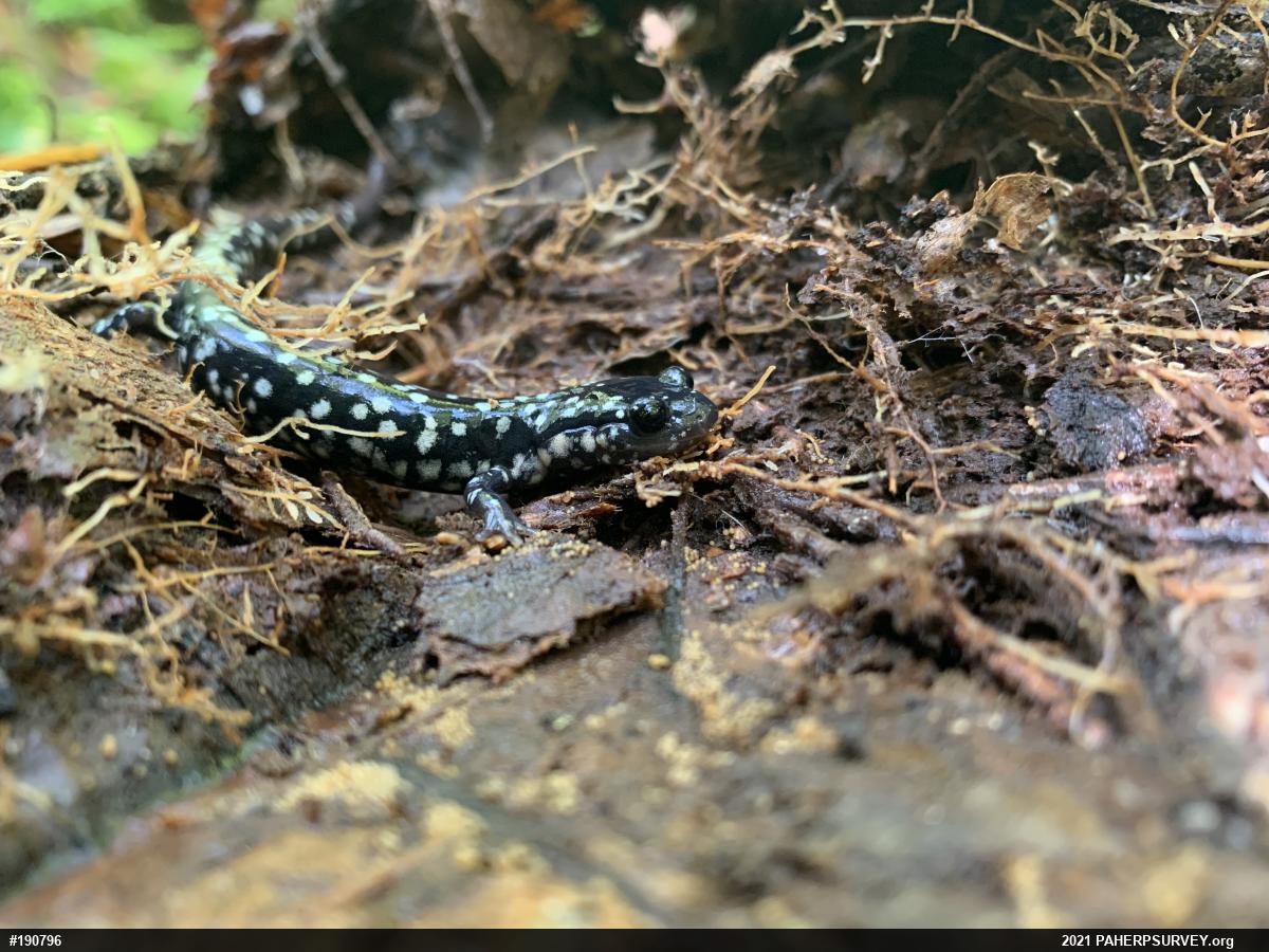 Northern Slimy Salamander