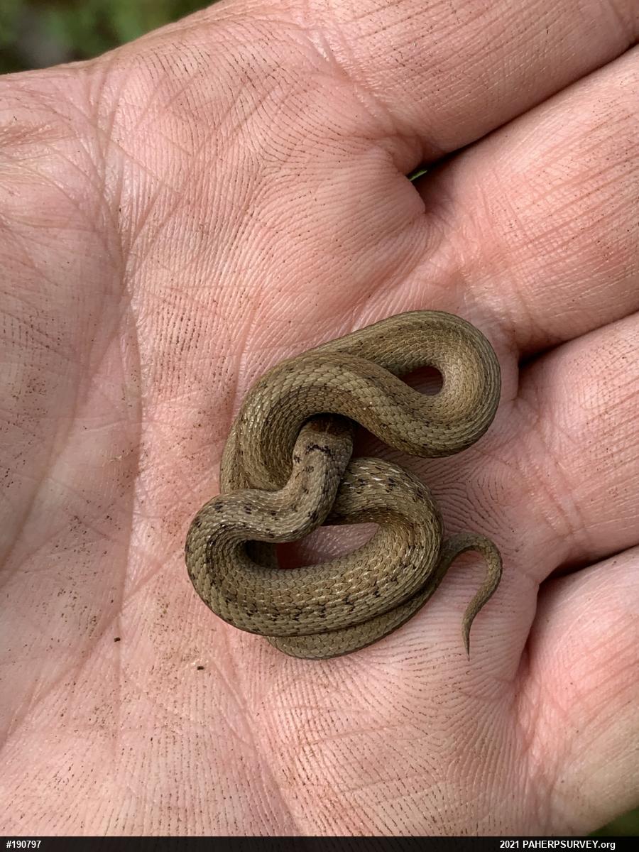 Dekay's Brownsnake