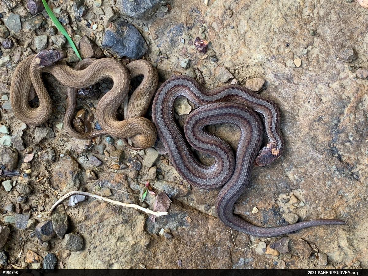 Red-bellied Snake