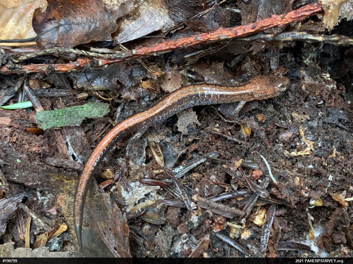 Eastern Red-backed  Salamander