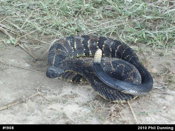 Timber Rattlesnake