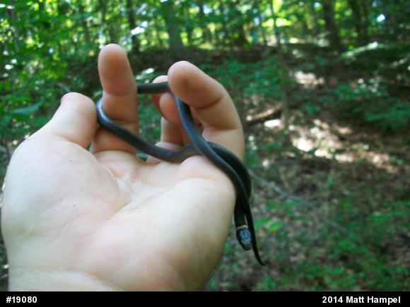 Northern Ring-necked Snake