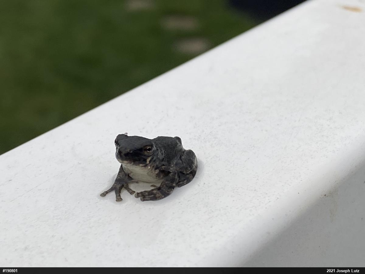 Unknown Gray Treefrog