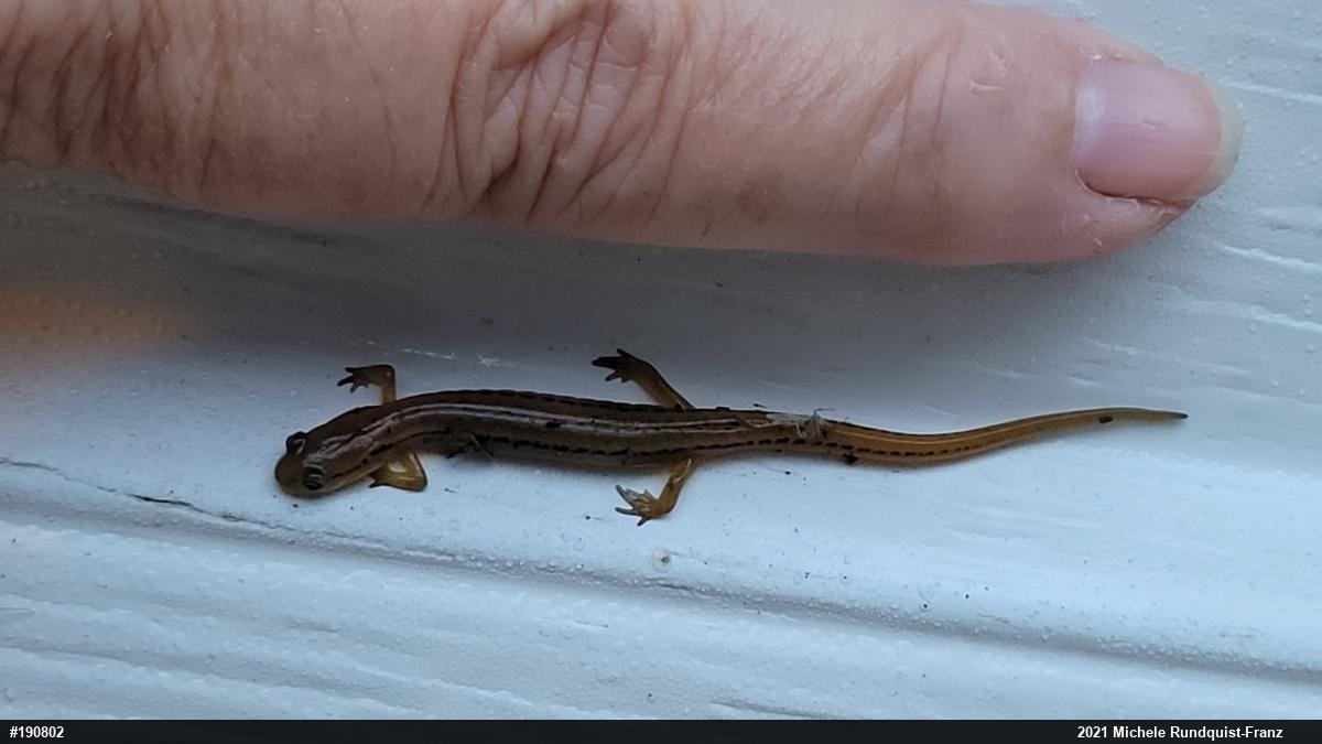 Northern Two-lined Salamander