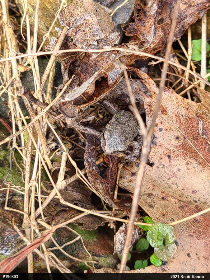 Unknown Gray Treefrog