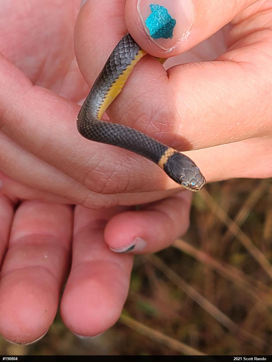 Northern Ring-necked Snake