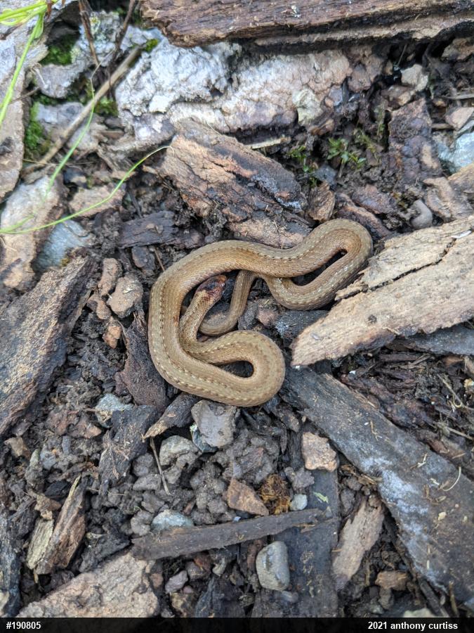 Red-bellied Snake