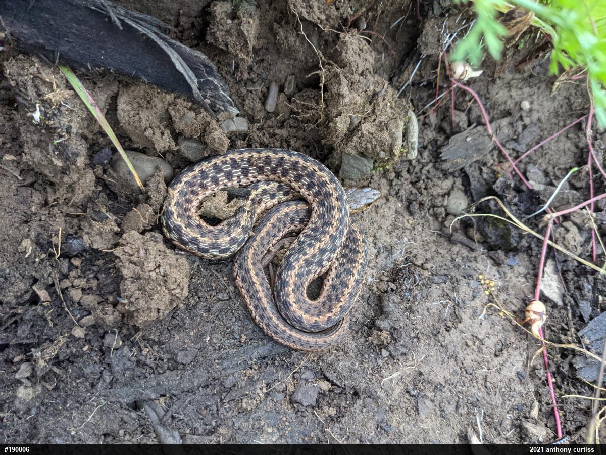 Eastern Gartersnake
