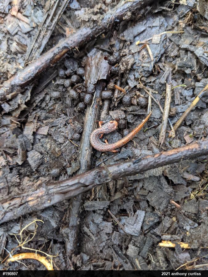 Four-toed Salamander