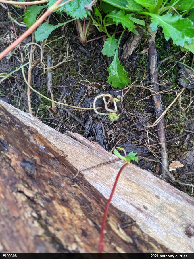 Pickerel Frog