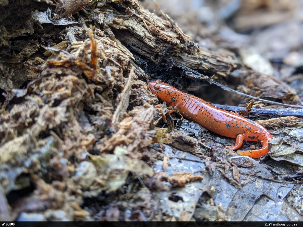 Northern Red Salamander