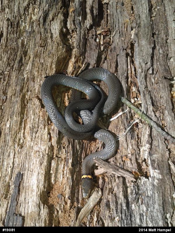 Northern Ring-necked Snake
