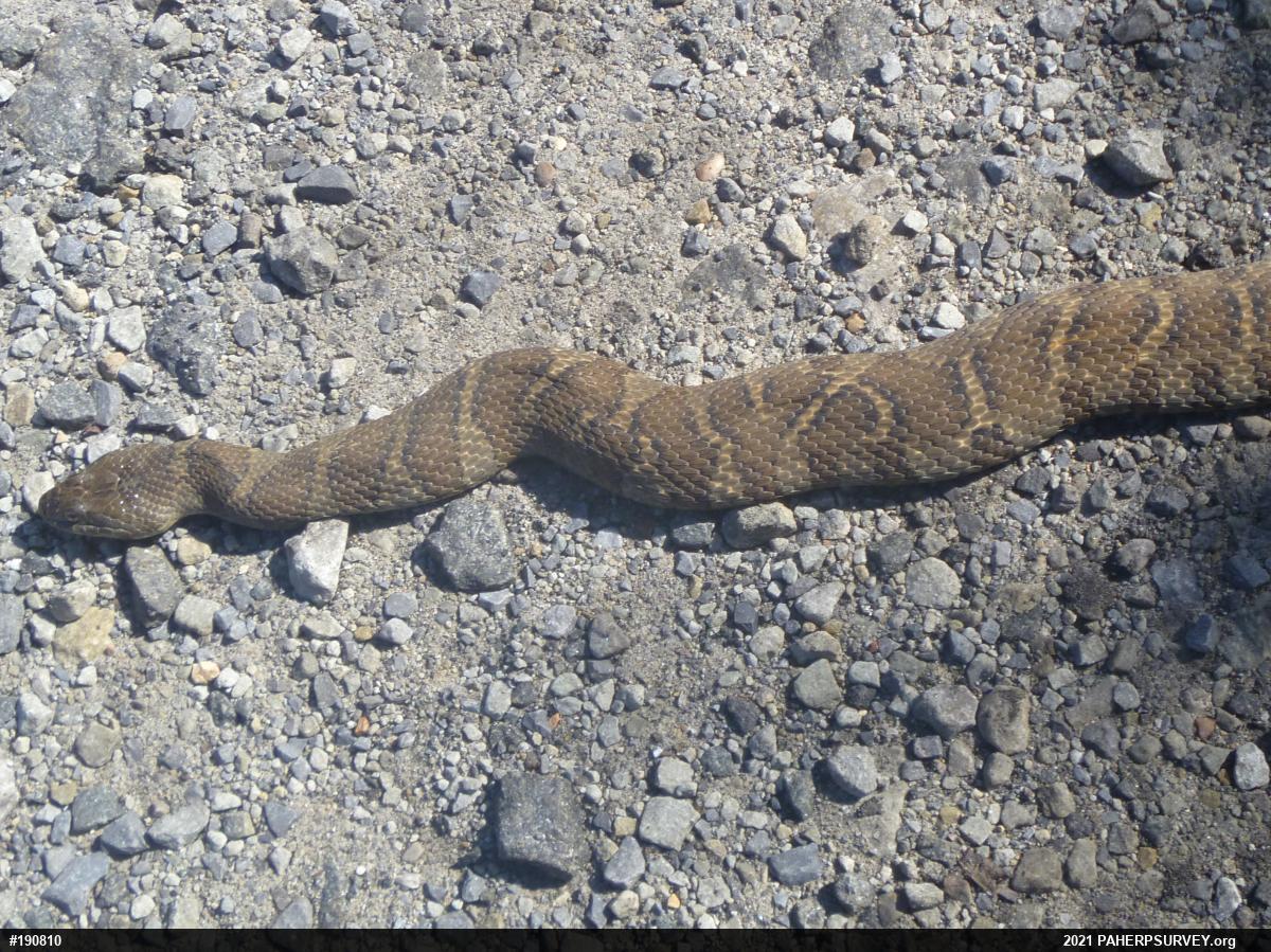 Northern Watersnake