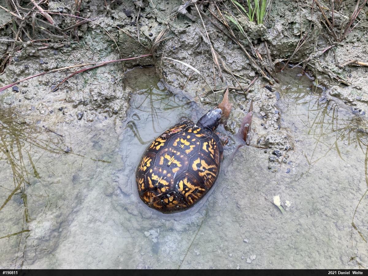 Eastern Box Turtle