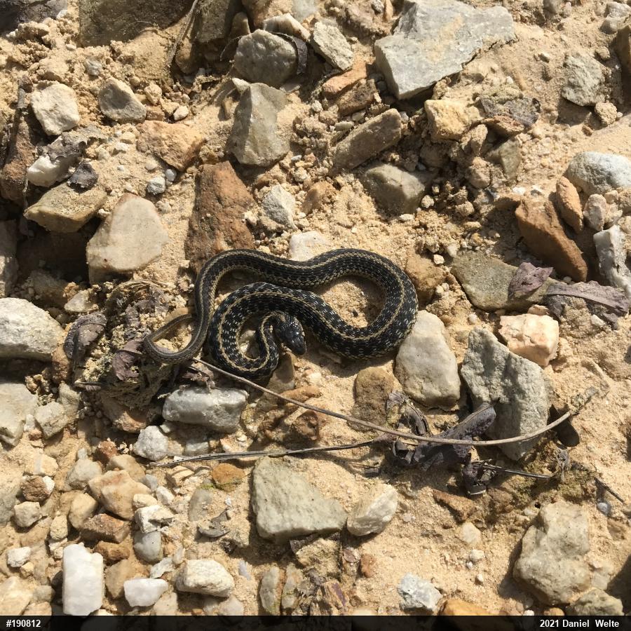 Eastern Gartersnake
