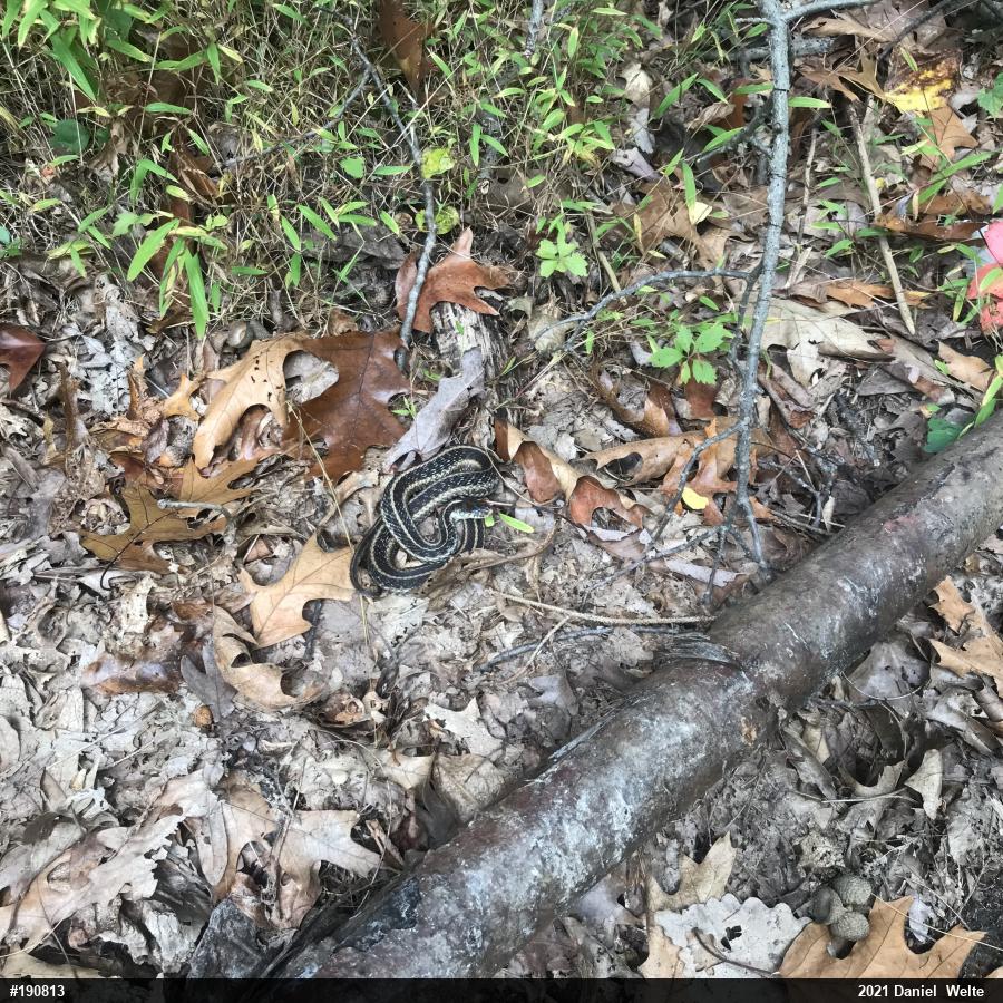 Eastern Gartersnake