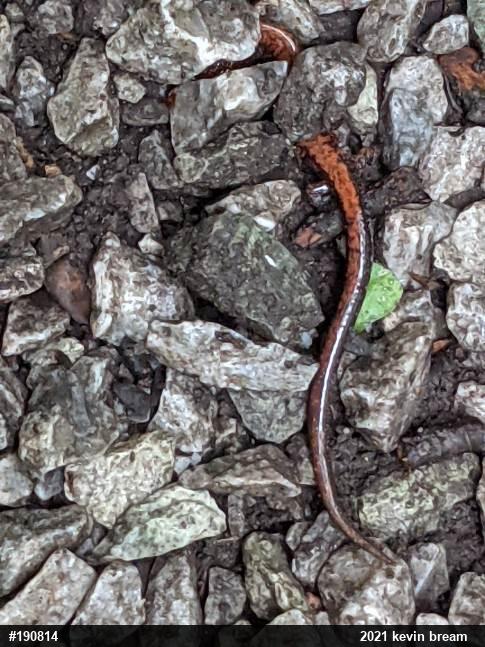 Eastern Red-backed  Salamander