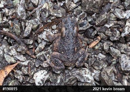 Eastern American Toad