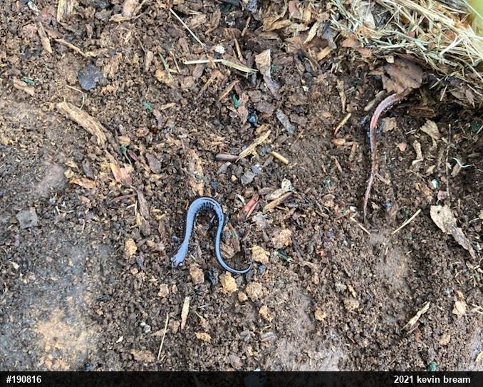 Eastern Red-backed  Salamander