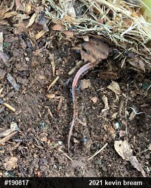 Eastern Red-backed  Salamander