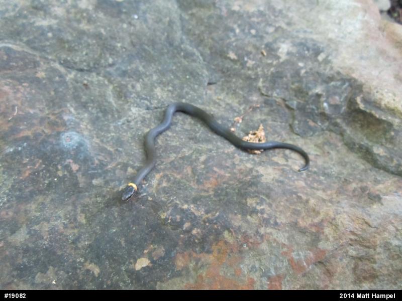 Northern Ring-necked Snake
