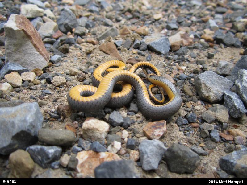 Northern Ring-necked Snake