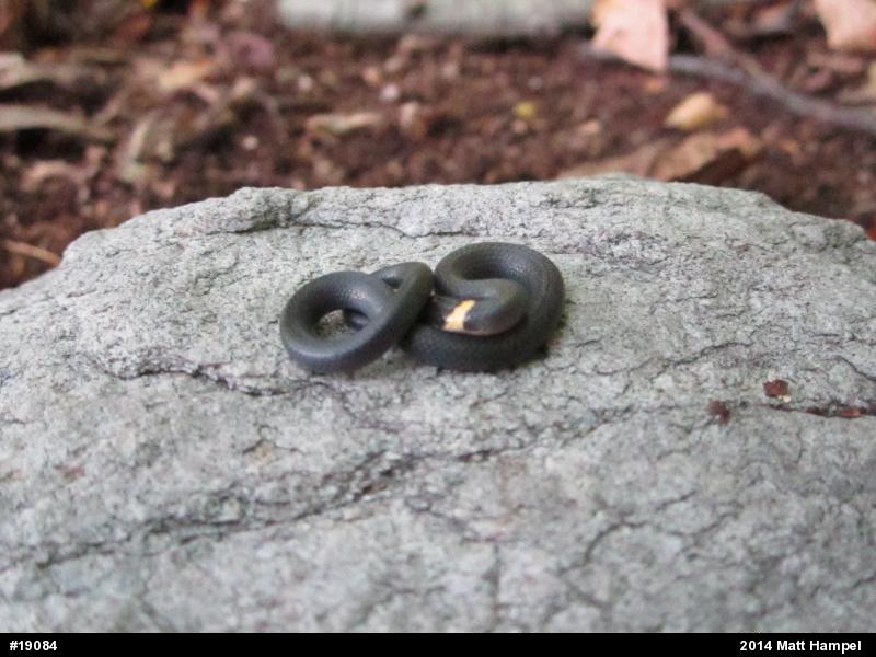 Northern Ring-necked Snake